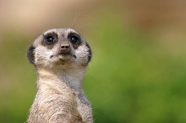 istock Close-up of a standing meerkat over a blurred green backdrop 144274306