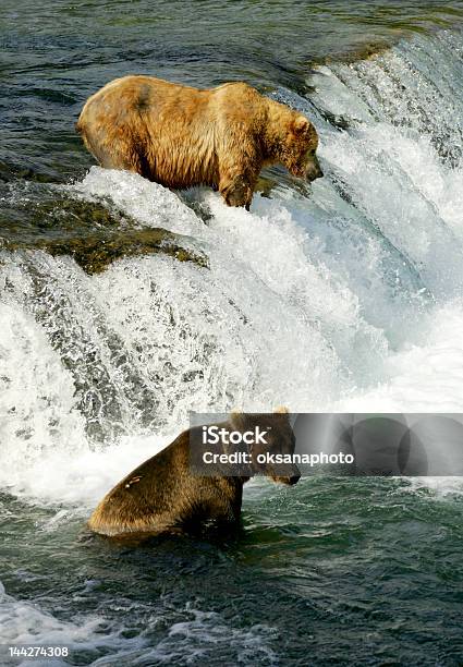 Ursos Pardos - Fotografias de stock e mais imagens de Cascata - Cascata, Correr, Alasca