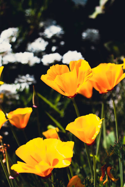 istock bariloche landscapes in springtime 1442743738