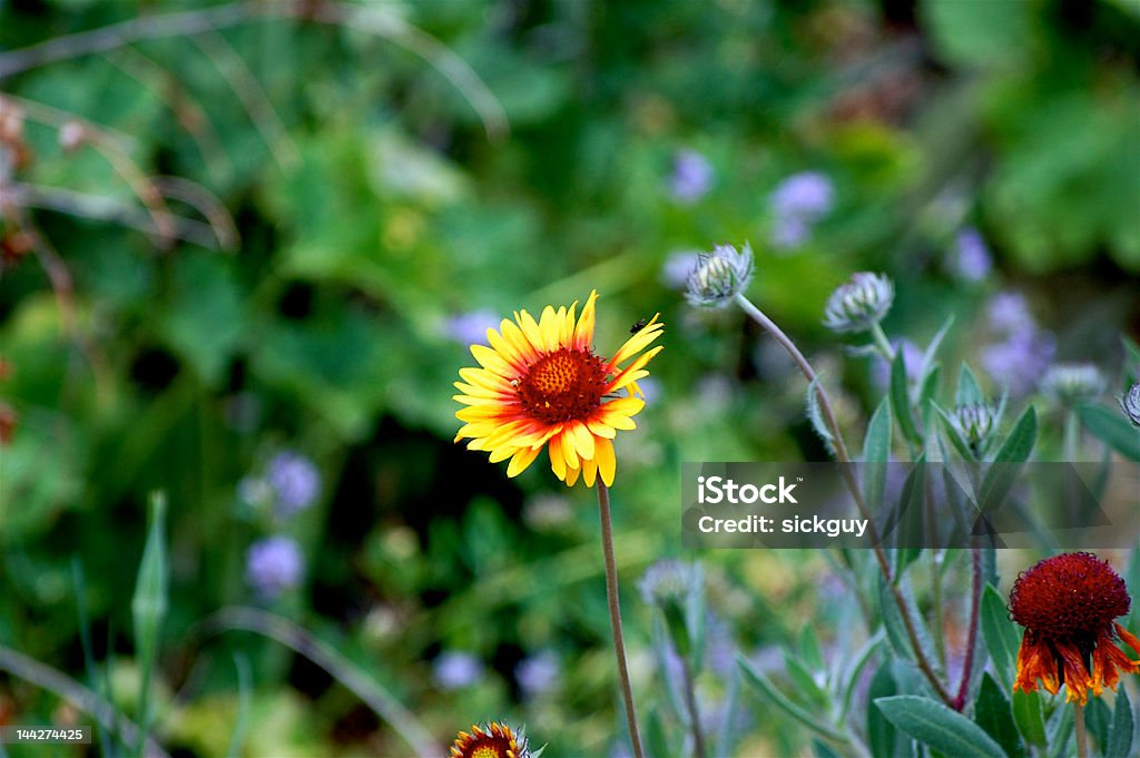 Fiery fiore - Foto stock royalty-free di Ambientazione esterna