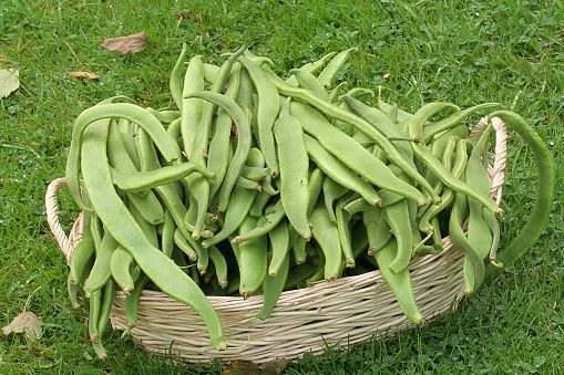 Basket full of freshly picked runner beans