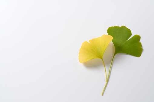 Yellow leaves of a gingko tree on a white background.