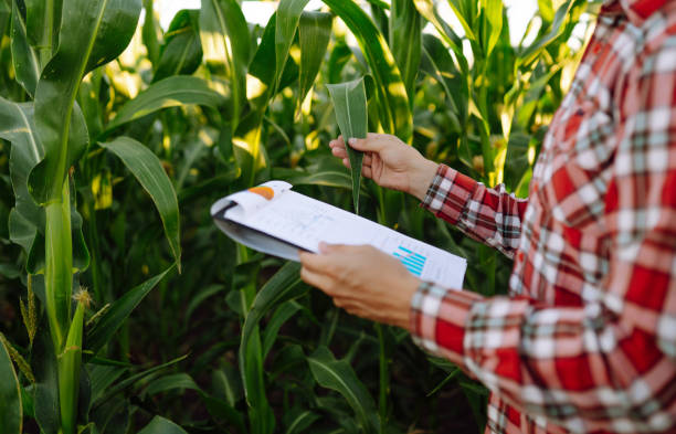 istock Farmer  with tablet standing in cornfield examining crop. 1442745038