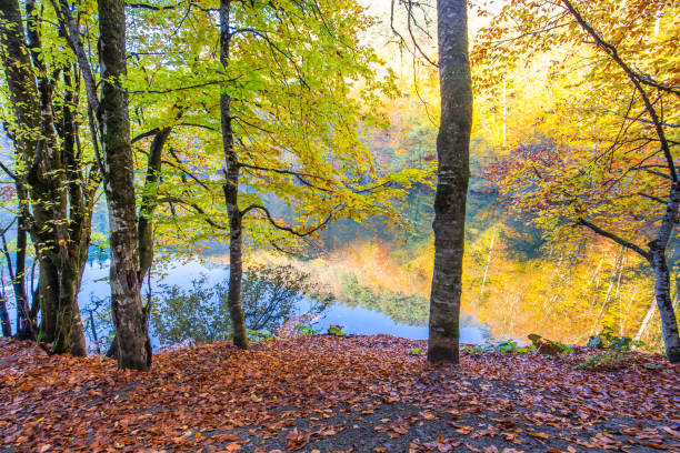 istock Yedigoller national park 1442745040