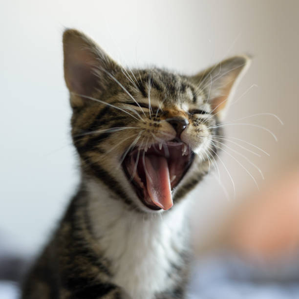 istock Cute Tabby Kitten Yawning Mouth Open 1442745276