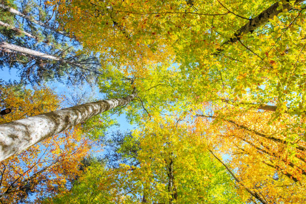 istock Yedigoller national park 1442745944