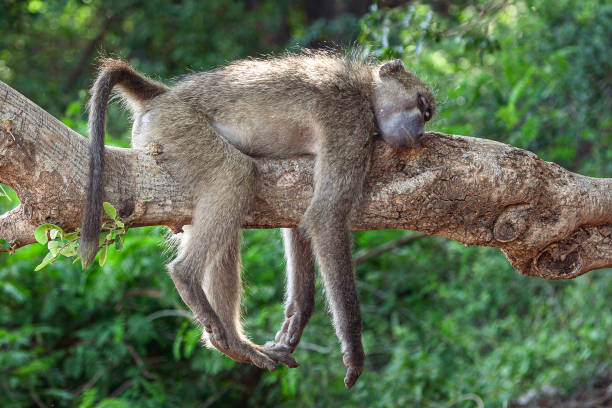 Adult Chacma Baboon Sleeping on Tree Branch