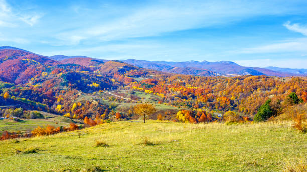 istock Pastel colored forest landscape in autumn 1442747695