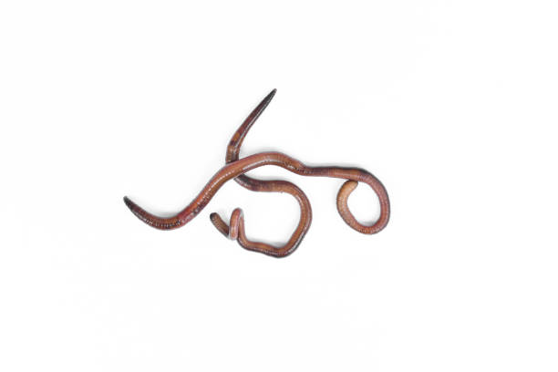 istock Close up of Earthworms on a white background. 1442747906