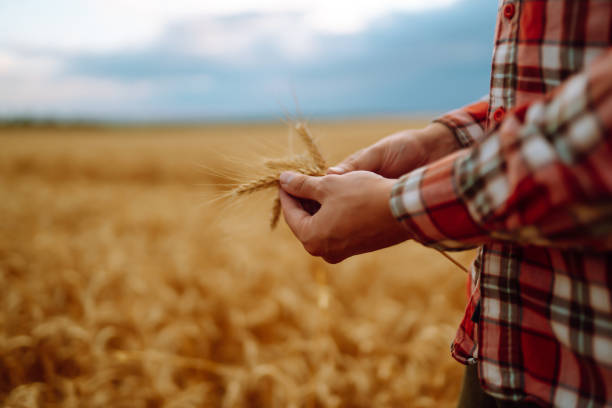 Wheat sprouts in a farmer's hand. stock photo