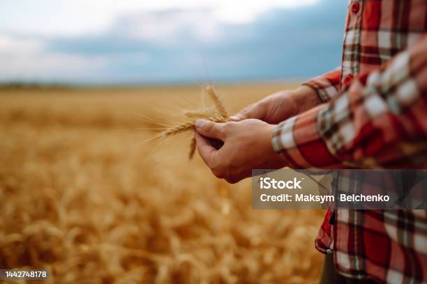 Wheat Sprouts In A Farmers Hand Stock Photo - Download Image Now - Wheat, Agricultural Field, Farmer