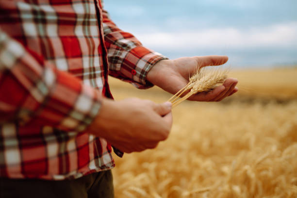 istock Wheat sprouts in a farmer's hand. 1442748179