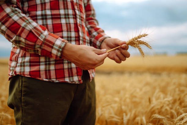 istock Wheat sprouts in a farmer's hand. 1442748180
