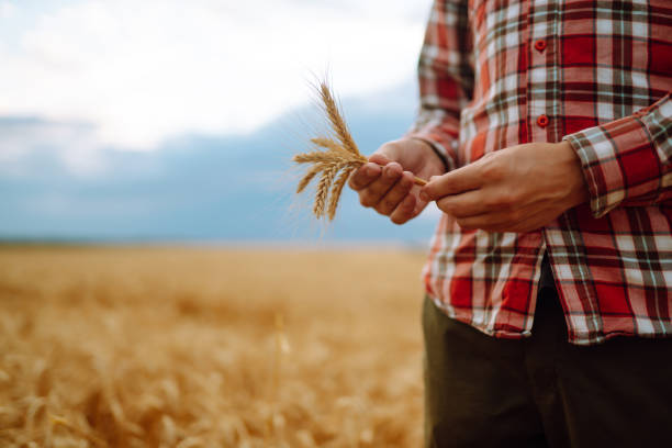 istock Wheat sprouts in a farmer's hand. 1442748182