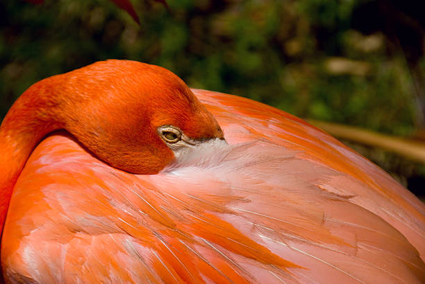 istock Ready for a nap Flamingo 144275064