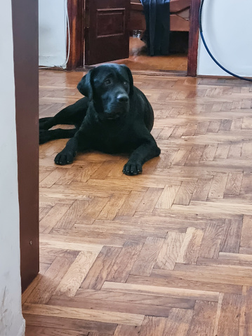 Black young labrador sleeping on the floor