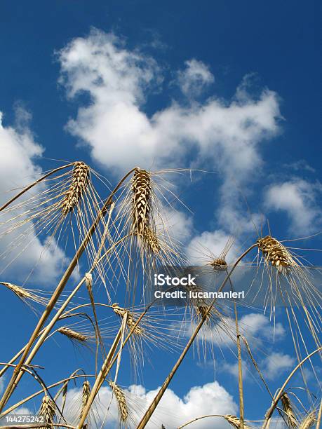 Orejas De Trigo Foto de stock y más banco de imágenes de Agricultura - Agricultura, Aire libre, Azul