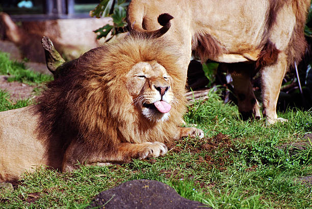 Lion Tongue Stock Photo - Download Image Now - Lion - Feline, Humor,  Sticking Out Tongue - iStock