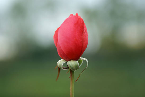 Boutons de rose rouge - Photo