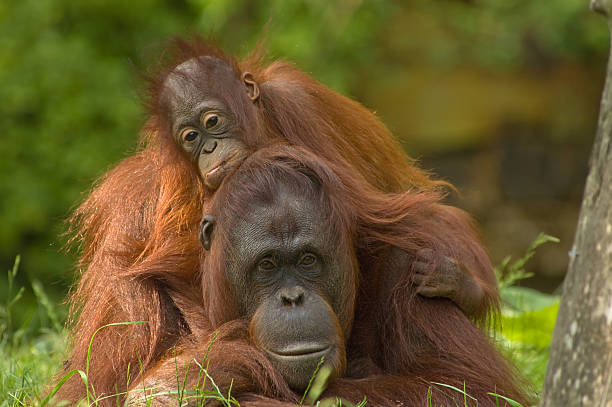 구슬눈꼬리 오랑우탄 자신의 귀여운 아기 - young animal orangutan mother ape 뉴스 사진 이미지