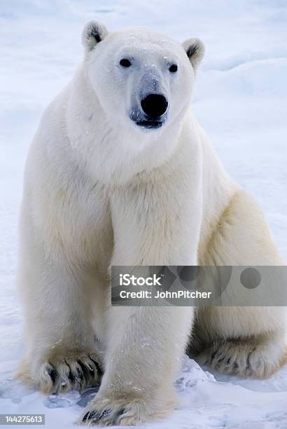 Polar bears, as white as snow