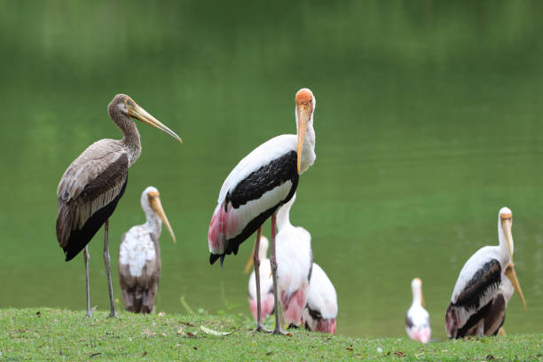 istock The Painted Stork bird (Mycteria leucocephala) in garden 1442756317