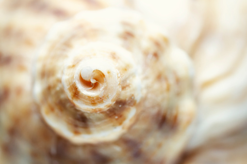 Macro close up of sea shell. Selective focus, shallow depth of field.