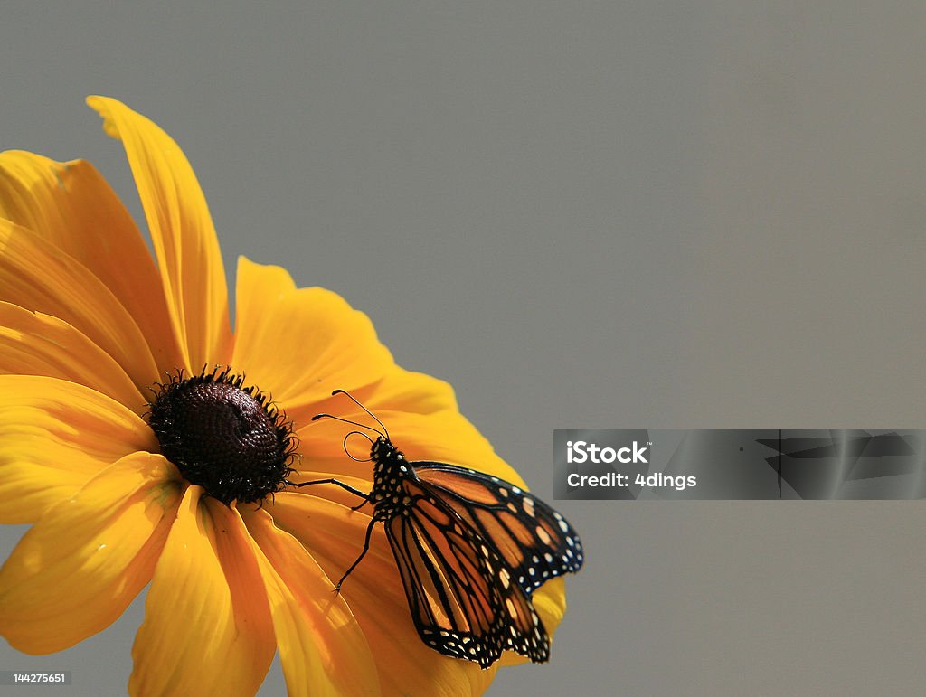 Schönheit - Lizenzfrei Auge Stock-Foto