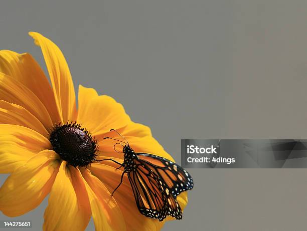 Foto de A Beleza e mais fotos de stock de Amarelo - Amarelo, Animal, Aposta