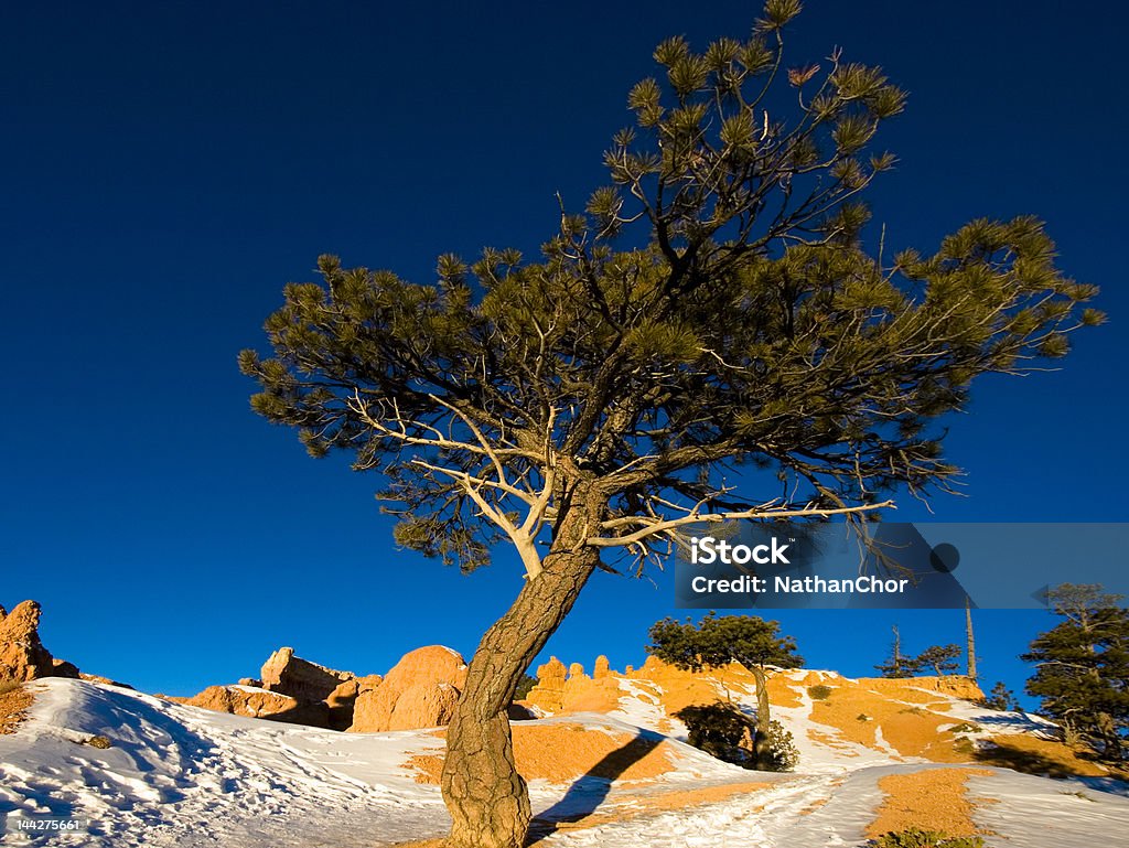 Arbre au lever du soleil - Photo de Arbre libre de droits