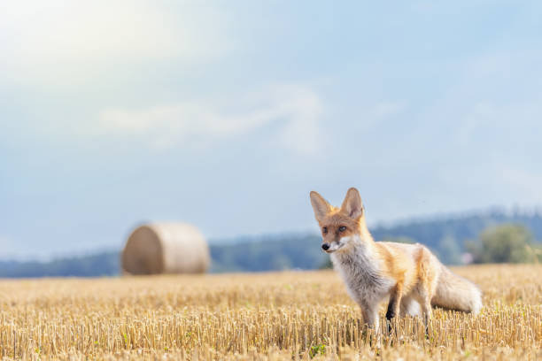 istock Red fox is posing on a yellow stubble. 1442757318