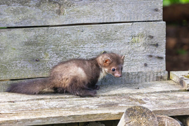 istock young marten is posing on an  wooden building. 1442757552