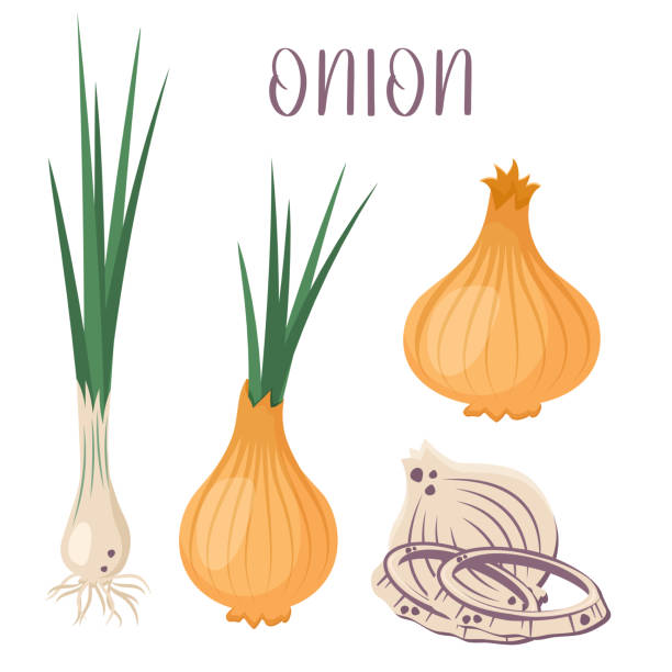 ilustrações de stock, clip art, desenhos animados e ícones de set of white and green onion. husked, chopped onion. whole, half and sliced chives. unpeeled vegetables. healthy organic food. natural raw veggie. vector flat illustration - chive white onion backgrounds