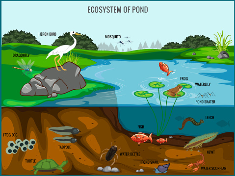 Ecosystem of pond vector illustration. Animals living in pond. Diverse inhabitants of pond fish, amphibian, leech, insects and bird in their natural habitat. Pond ecosystem structure for biology lessons.