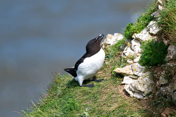Razorbill, Alca torda, perched on grass covered rocks