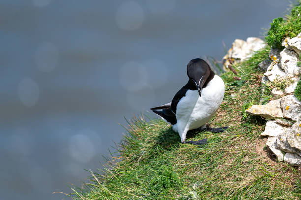 istock Razorbill, Alca torda, perched on grass covered rocks 1442760781
