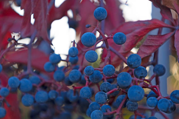 Close up view of blue berries with blurred red foliage in the background, in autumn