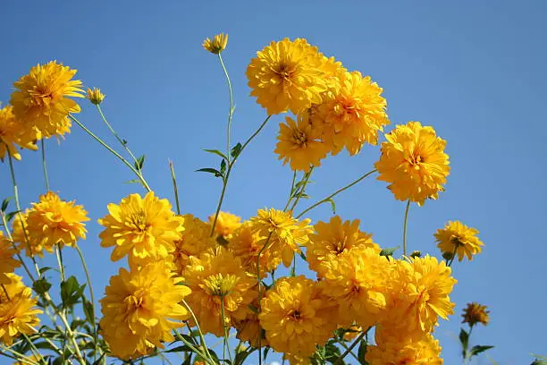 Swedish colours - yellow flowers against blue sky