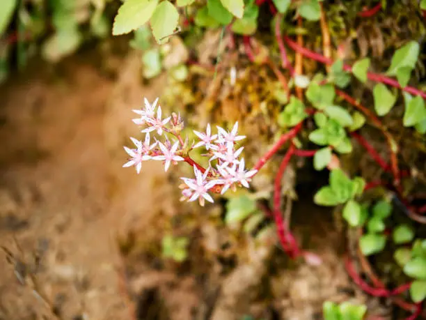 Close-up of the flowers of the Caucasian stonecrop (Sedum spurium) against the background of the ground. View from above. Closeup of a flower