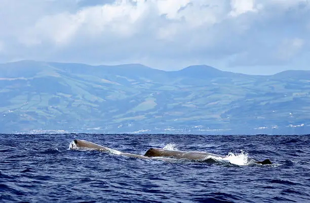 sperm whale at sea/Azores