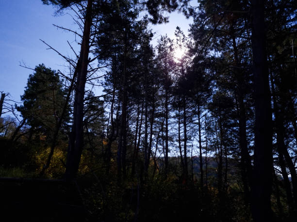 istock A narrow path through spruce forest in evening light with fog in summer 1442763208