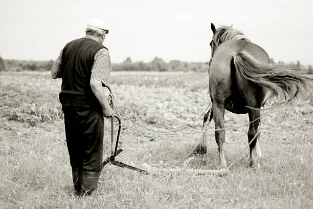 uomo con cavallo di lavoro - agricultural machinery retro revival summer farm foto e immagini stock