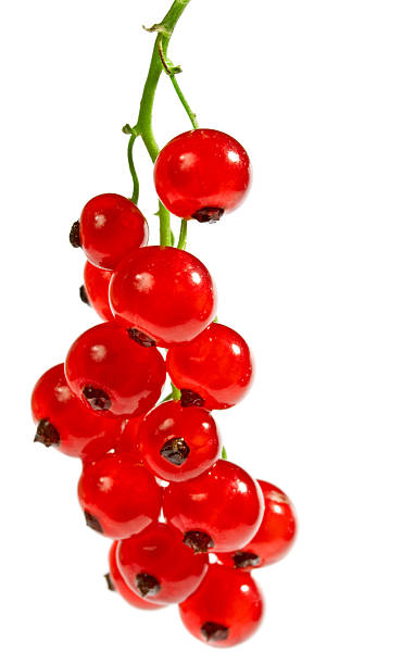 ribes rosso isolato - clipping path harvesting freshness obsessive foto e immagini stock