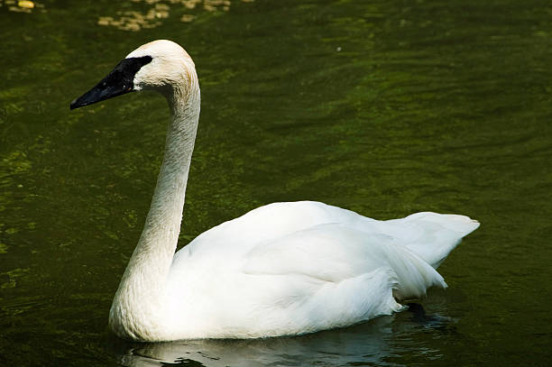 Close up swan stock photo