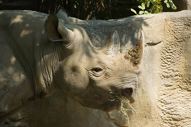 Rhino Head shot stock photo