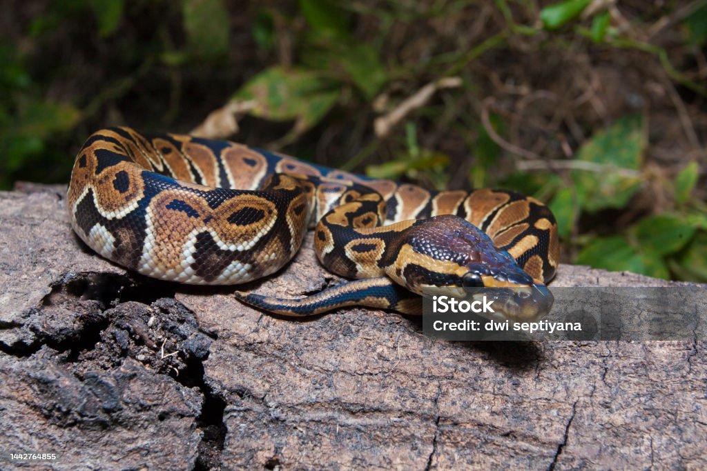 Ball Python Snake Python Regius On The Wild Stock Photo - Download ...