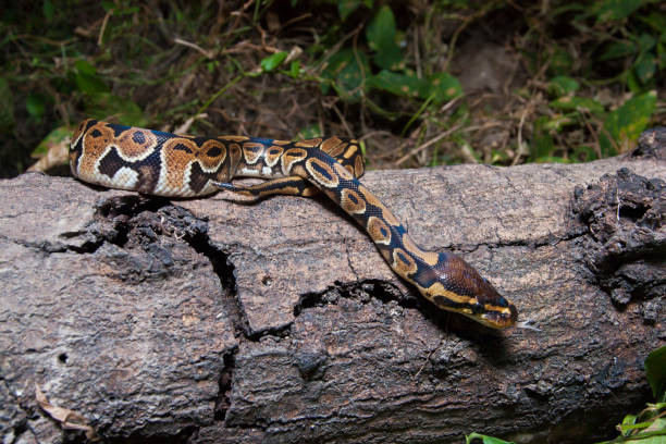 Ular Python 240+ Sanca Kembang Foto Foto Foto Stok, Potret, & Gambar Bebas Royalti ...