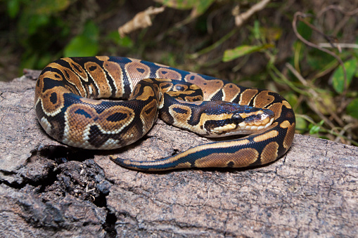 ball python snake Python regius on the wildlife