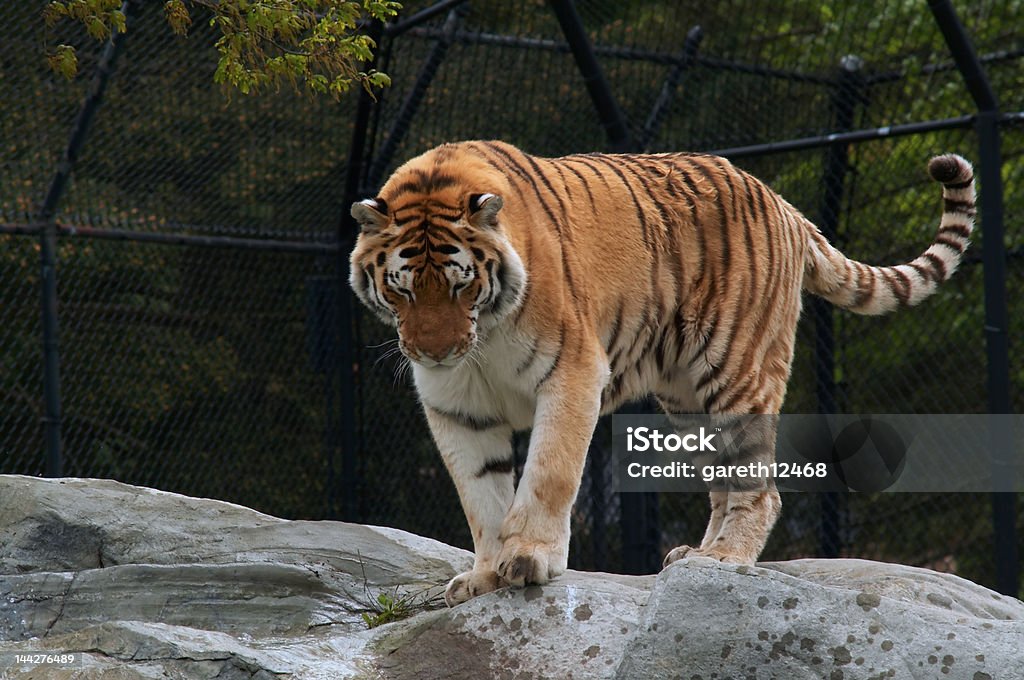 tigre - Foto stock royalty-free di Accovacciarsi