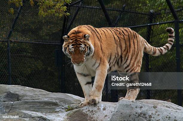 Tigre - Fotografie stock e altre immagini di Accovacciarsi - Accovacciarsi, Andare giù, Animale